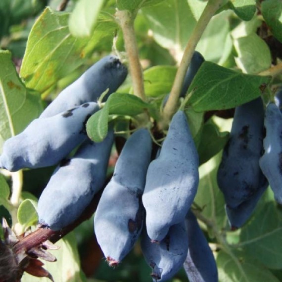 Жимолость Иоланта