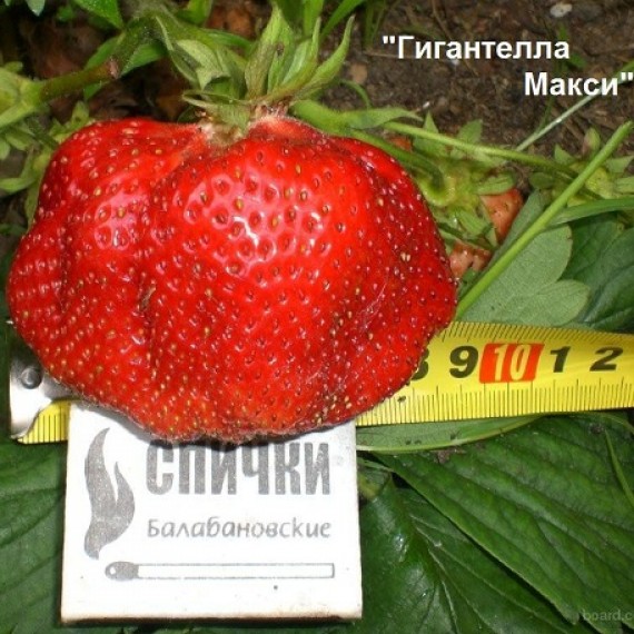 Клубника Гигантелла Макси