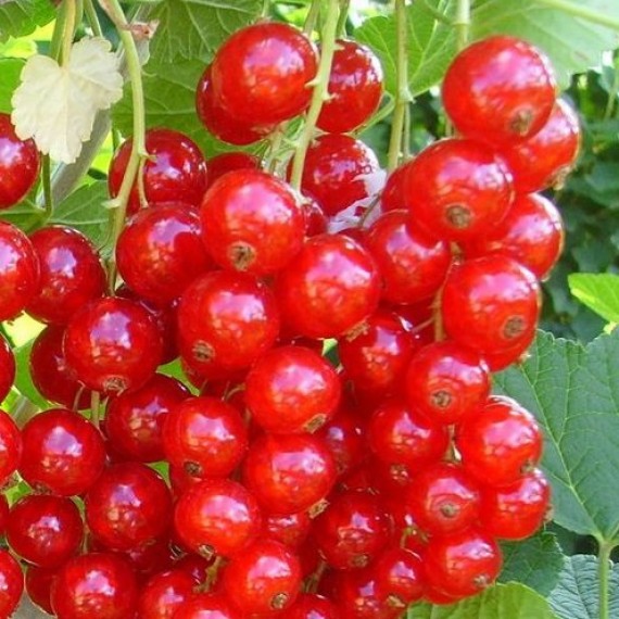 Смородина Августус