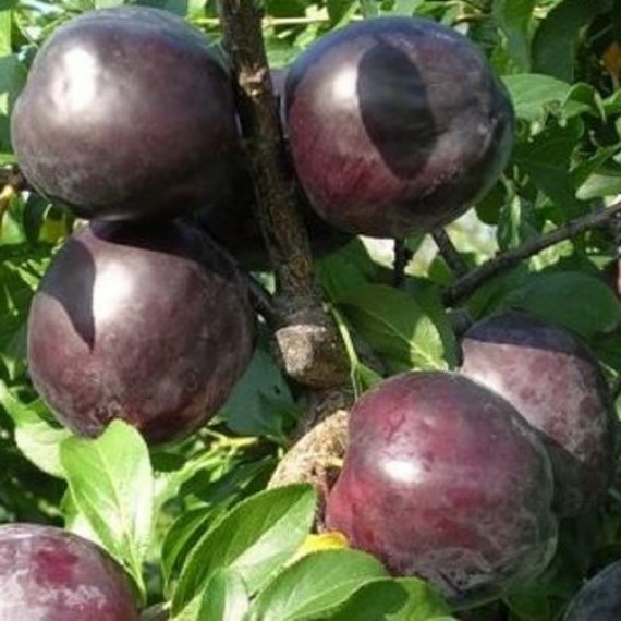 Алича Блек Амбер (Black Amber)