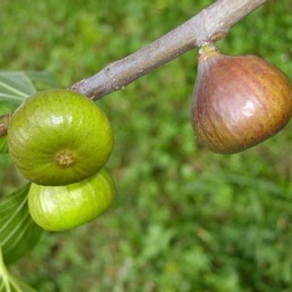 Інжир Магарачский