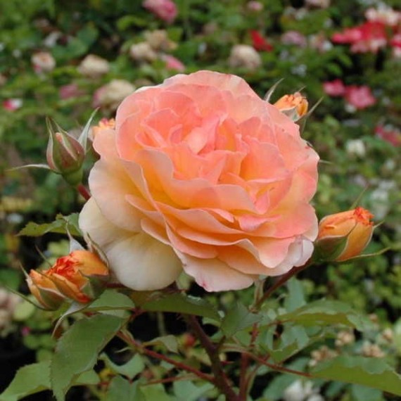 Роза Роз де Жерберуа (Rose De Gerberoy)