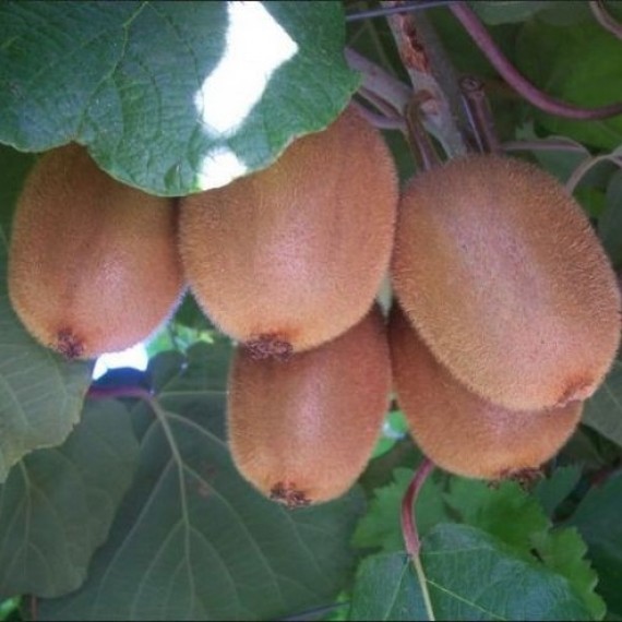Киви Бруно
