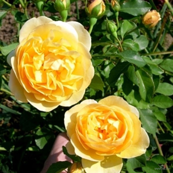 Роза Дукат (Dukat)