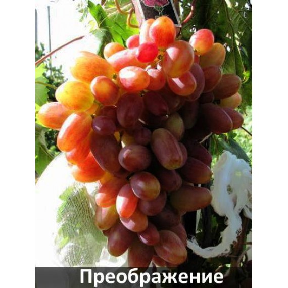 Виноград Преображение