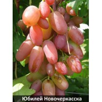 Виноград Юбилей новочеркасска