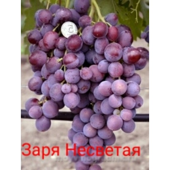 Виноград Заря Несветая