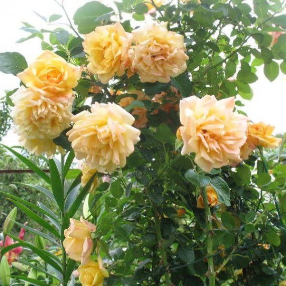 Роза Мишка ( Michka)