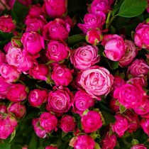 Троянда cпрей Малиновий (Raspberry Spray)