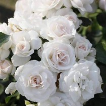 Троянда Аспірин (Aspirin Rose)