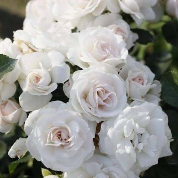 Троянда Аспірин (Aspirin Rose)