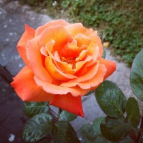 Роза Луи де Фюнес