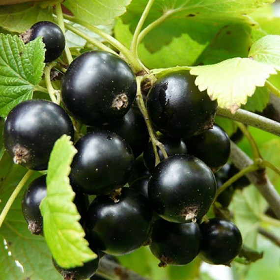 Смородина Козацька (Казацкая)