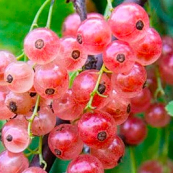 Смородина розовая Пинк Шампань (Pink Champagne)