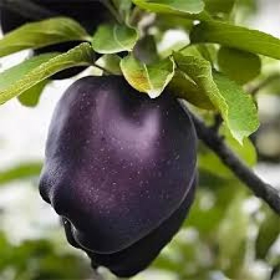 Яблоня Блек Диаманд (Black Diamond)