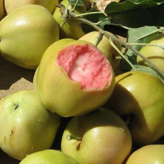 Яблуня Пінк Перл (Pink Pearl)
