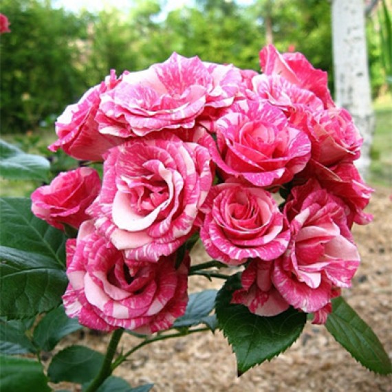 Роза Пінк Флеш (Pink Flash)