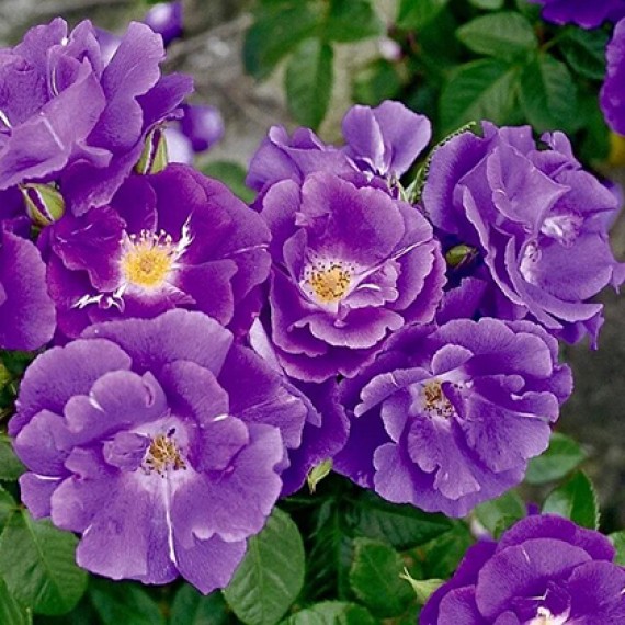 Роза Рапсодія ін Блю (Rhapsody in Blue)